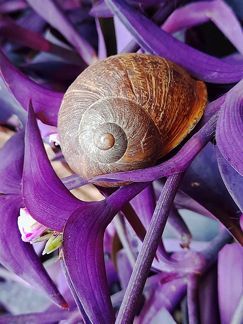 THE�MARES OF DIOMEDES